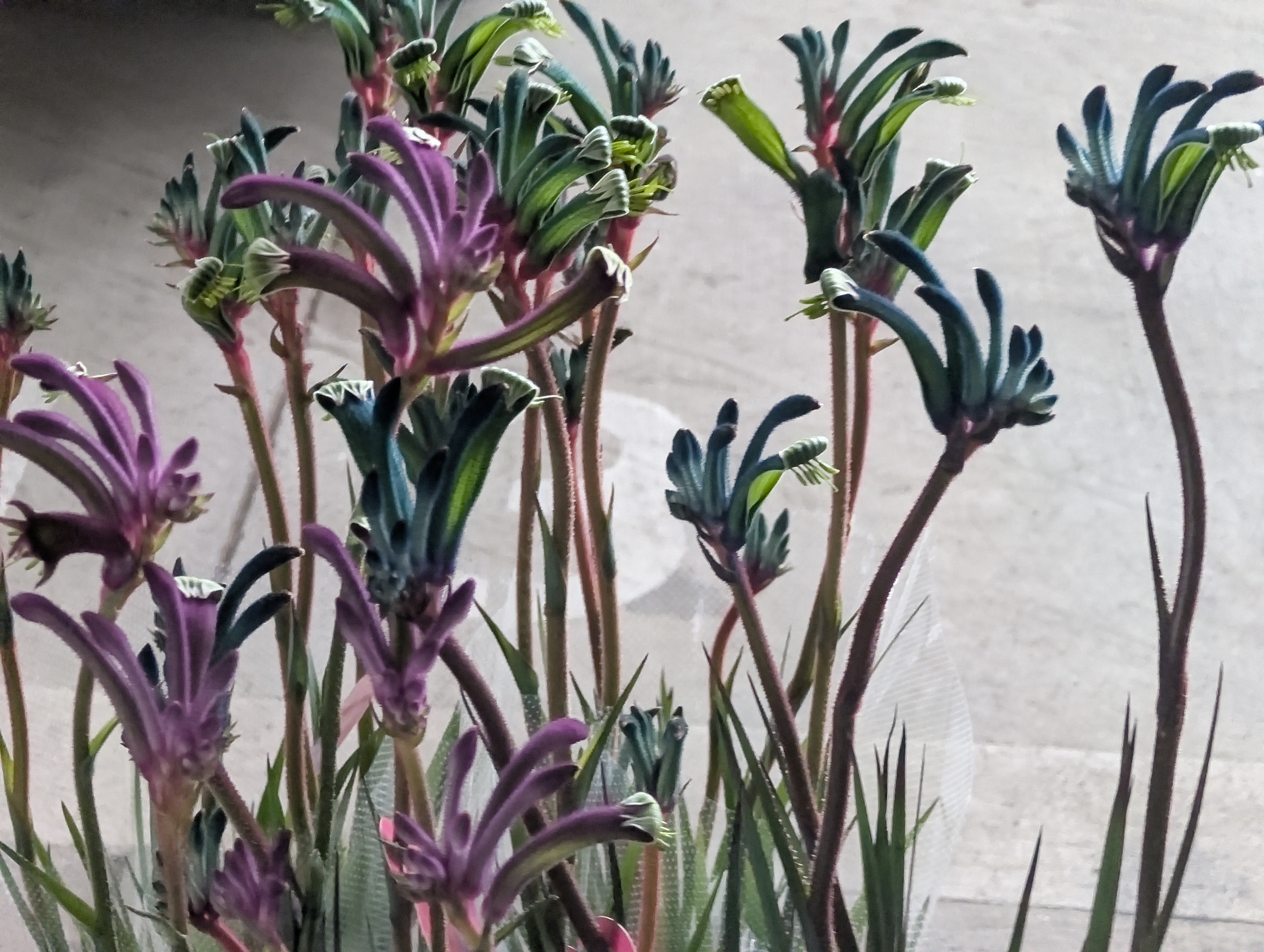 仕入れの花